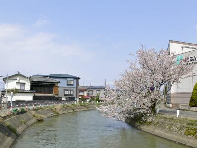 福島江 - 桜 (070415)