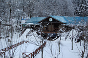 大平森林公園（2008冬）1