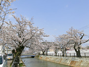 福島江 - 桜 (070415)