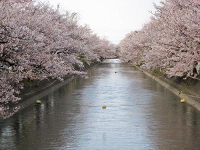 福島江 - 桜 (070419)