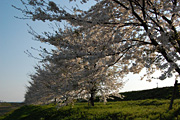 万本桜植樹帯（並木新田）