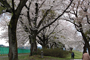 山本 - 調整池 - 桜
