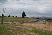山本山高原牧場（2008）1