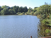 平野新の池